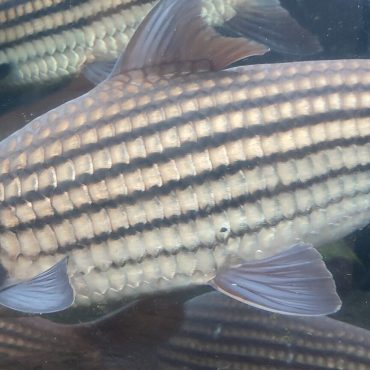 Jangan Tangkap Ikan Temelian Di Sungai Pahang Semasa 'Musim Tertutup', Denda RM5,000 Menanti