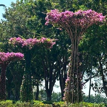 Landskap Kreatif Pokok Bunga Kertas Di Melaka Curi Tumpuan Ramai