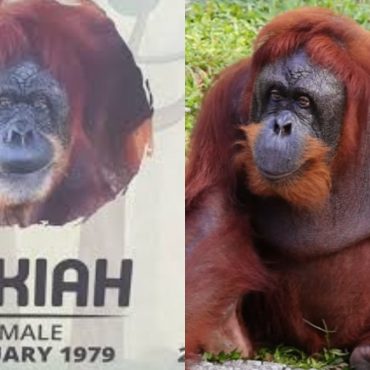 Zoo Negara Sahkan Orang Utan Sumatra Rokiah Meninggal Dunia, Netizen Berasa Sedih