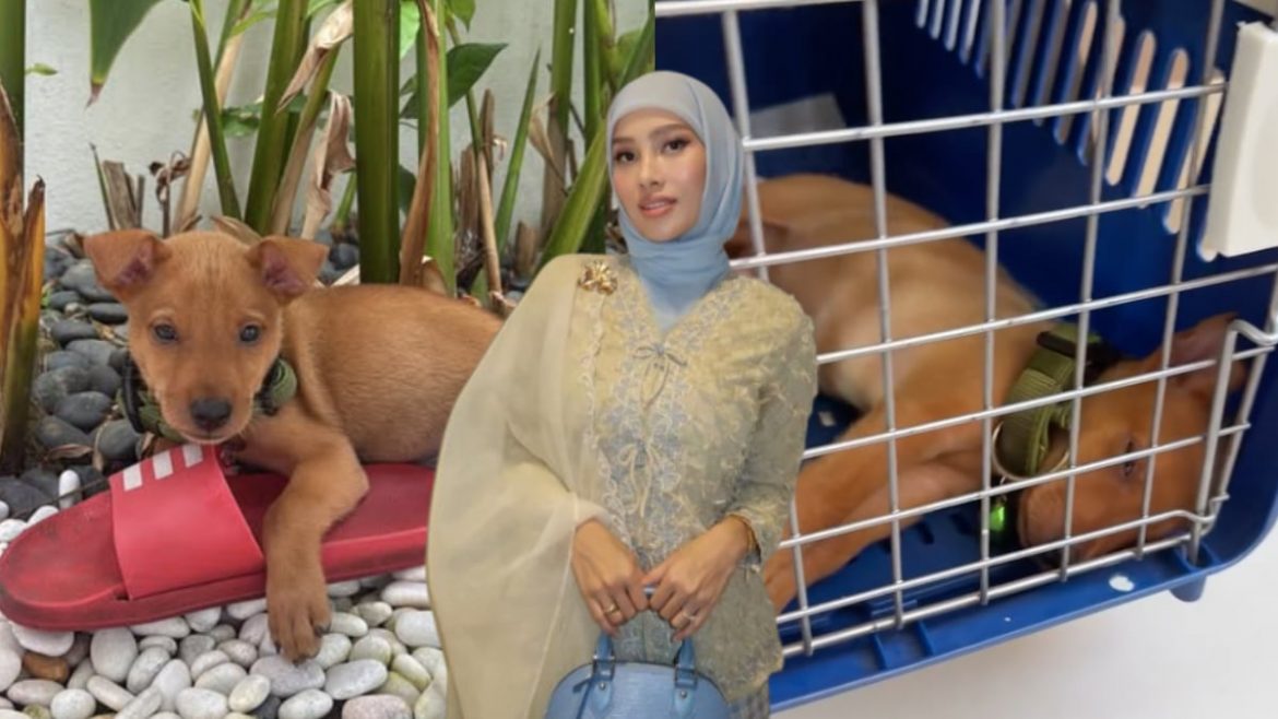 [VIDEO] Netizen Persoal Hukum Anjing Dibawa Masuk Rumah, Sasha Abdul Aziz Luah Rasa Kesal – ‘Sah-Sahlah Saya Selamatkan Dia’