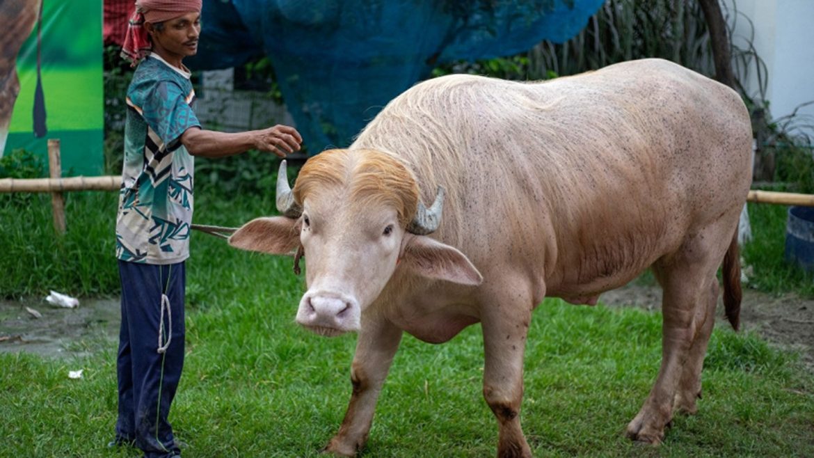 Kerbau Albino Mirip 'Donald Trump' Terselamat Daripada Menjadi ‘Korban‘