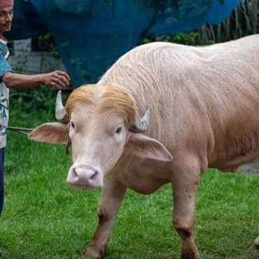 Kerbau Albino Mirip 'Donald Trump' Terselamat Daripada Menjadi ‘Korban‘