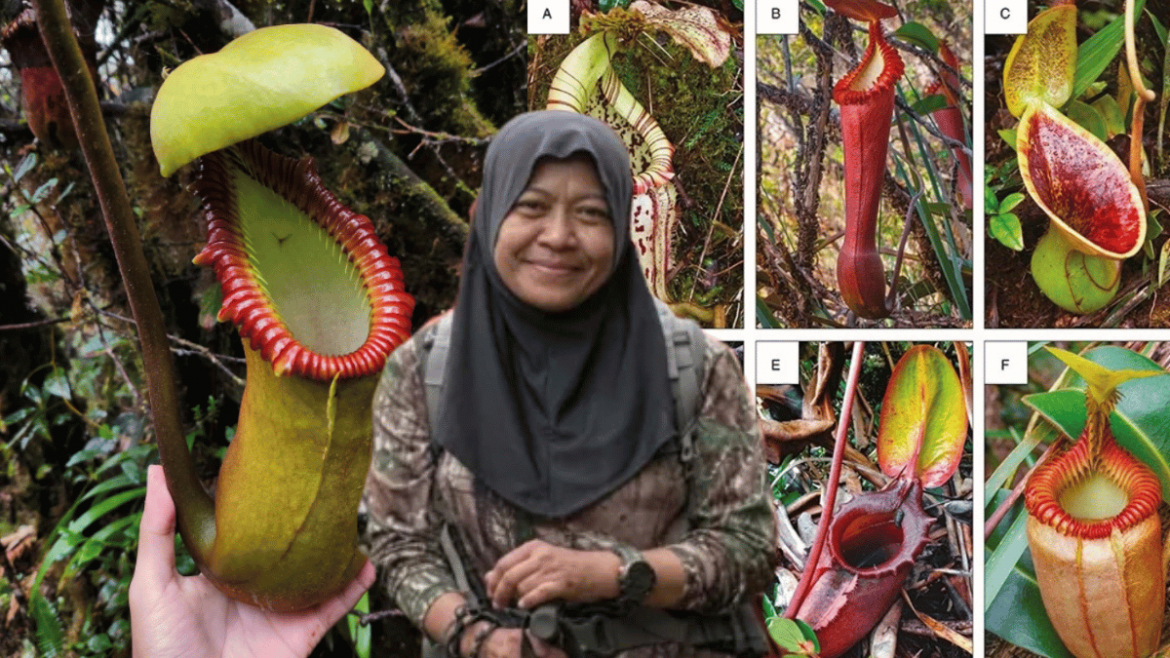 Jaslinda ‘Survive’ Dalam Hutan Dengan Minum Air Periuk Kera, Ini Kebaikan & Bahaya Yang Ramai Tak Tahu