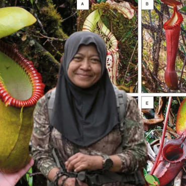 Jaslinda ‘Survive’ Dalam Hutan Dengan Minum Air Periuk Kera, Ini Kebaikan & Bahaya Yang Ramai Tak Tahu