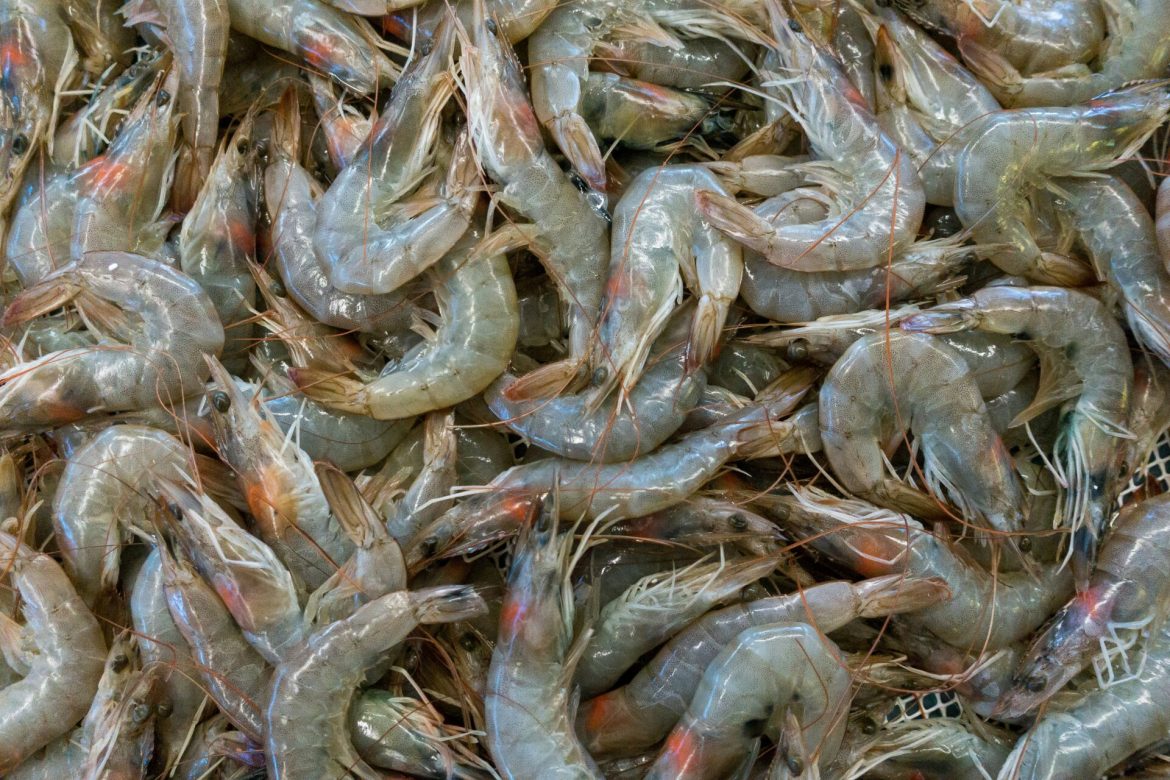'Kami Tak Mampu Tunggu' - Industri Udang Thailand Gesa Rundingan Segera Bersama Malaysia