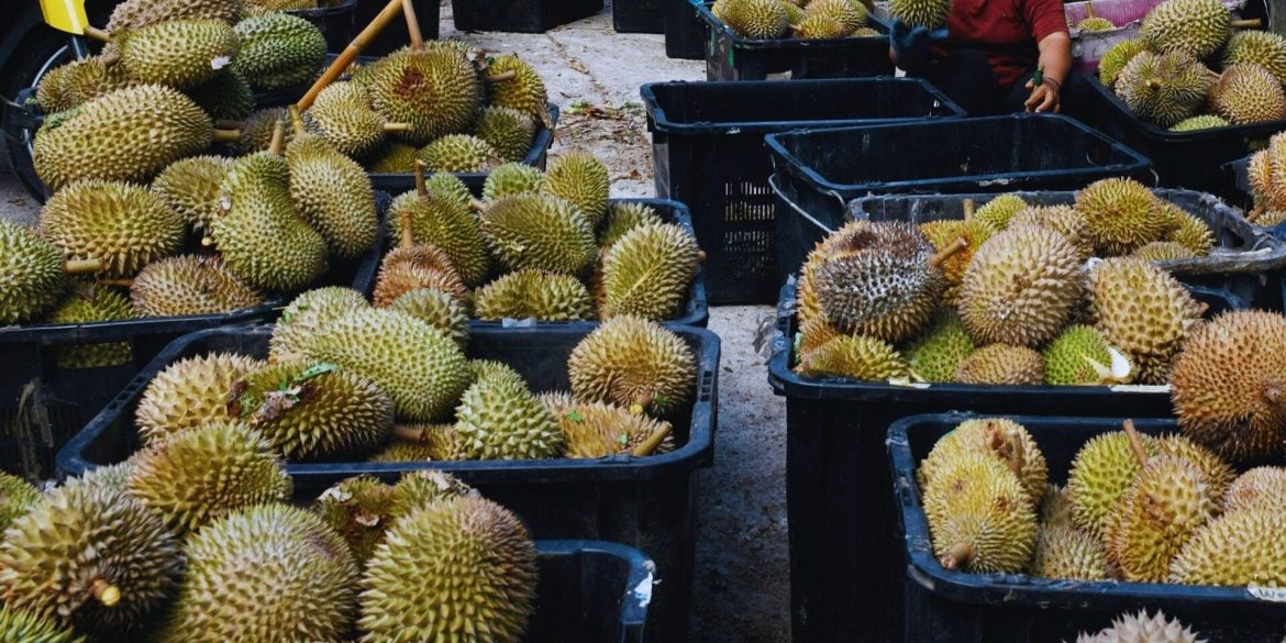 'Harga Jatuh Pun Tetap Kena Rompak' – Tiga Lelaki Berparang Larikan 4 Bakul Durian Premium IOI