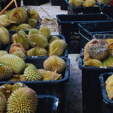 'Harga Jatuh Pun Tetap Kena Rompak' – Tiga Lelaki Berparang Larikan 4 Bakul Durian Premium IOI