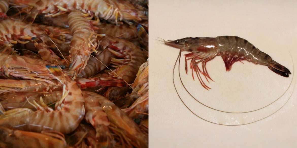 Senarai 5 Spesies Udang Popular Thailand Disekat Masuk Malaysia Mulai Hari Ini
