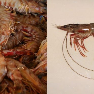 Senarai 5 Spesies Udang Popular Thailand Disekat Masuk Malaysia Mulai Hari Ini