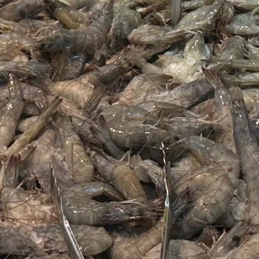 Isu Sekatan Udang: Thailand Mula 'Panas' Dan Sedia Lapor Malaysia Ke WTO Dan ASEAN