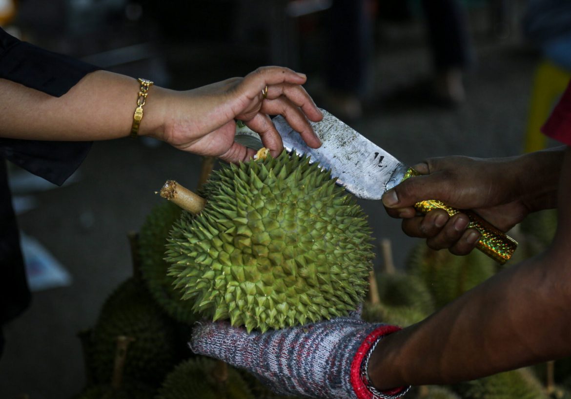 Musang King