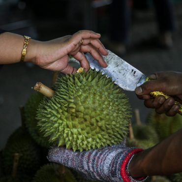 Musang King
