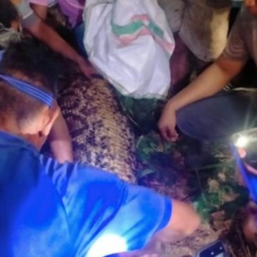 Lelaki Mabuk Hampir Maut Dibelit Ular Sawa Ketika Swafoto