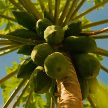 'Betik Bukan Buah Kebangsaan Malaysia' – FRIM