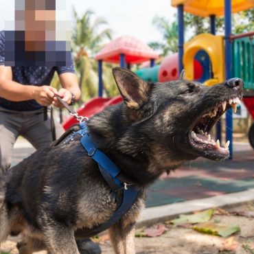 Pemilik German Shepherd Diarah Bayar RM248,000 Kerana Anjing Serang Jiran