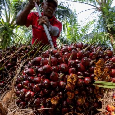 Dulu 'Raja Sawit Dunia', Kenapa Negara Asal Kelapa Sawit Ini Sekarang Terpaksa Berguru Dengan Malaysia?