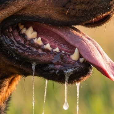 Pertama Kali Sejak 1998, Kedah Rekod Kes Rabies Manusia Selepas Pemuda 31 Tahun Meninggal Dunia