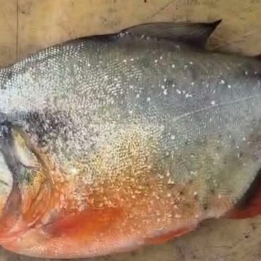 DOF Sahkan Ikan Ditangkap Di Empangan Klau Miliki Ciri Piranha