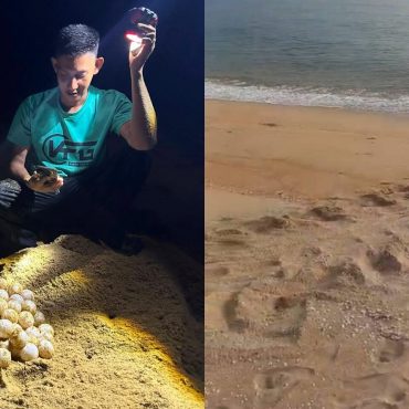 81 Biji Telur Ditemui, 'Raja Penyu' Kembali Lagi Bertelur Di Terengganu Selepas Dua Minggu