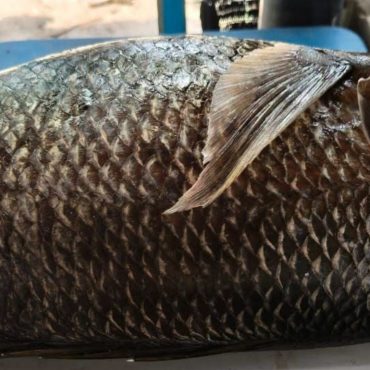 Selepas 15 Tahun, Nelayan Tempatan Temui Semula Ikan Kanai Di Pulau Pinang